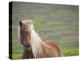 Islandic Horse with Flowing Light Colored Mane, Iceland-Joan Loeken-Stretched Canvas