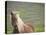 Islandic Horse with Flowing Light Colored Mane, Iceland-Joan Loeken-Stretched Canvas