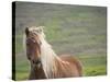 Islandic Horse with Flowing Light Colored Mane, Iceland-Joan Loeken-Stretched Canvas