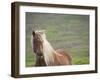 Islandic Horse with Flowing Light Colored Mane, Iceland-Joan Loeken-Framed Photographic Print