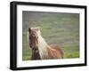 Islandic Horse with Flowing Light Colored Mane, Iceland-Joan Loeken-Framed Photographic Print