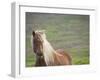 Islandic Horse with Flowing Light Colored Mane, Iceland-Joan Loeken-Framed Photographic Print