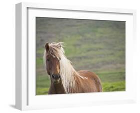 Islandic Horse with Flowing Light Colored Mane, Iceland-Joan Loeken-Framed Photographic Print