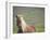 Islandic Horse with Flowing Light Colored Mane, Iceland-Joan Loeken-Framed Photographic Print