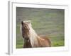 Islandic Horse with Flowing Light Colored Mane, Iceland-Joan Loeken-Framed Photographic Print