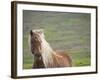 Islandic Horse with Flowing Light Colored Mane, Iceland-Joan Loeken-Framed Photographic Print