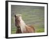 Islandic Horse with Flowing Light Colored Mane, Iceland-Joan Loeken-Framed Photographic Print