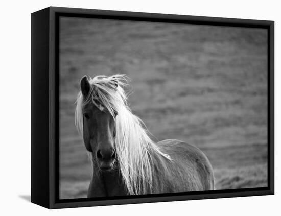 Islandic Horse with Flowing Light Colored Mane, Iceland-Joan Loeken-Framed Stretched Canvas