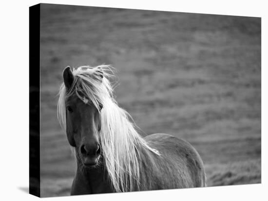 Islandic Horse with Flowing Light Colored Mane, Iceland-Joan Loeken-Stretched Canvas