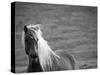 Islandic Horse with Flowing Light Colored Mane, Iceland-Joan Loeken-Stretched Canvas