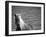 Islandic Horse with Flowing Light Colored Mane, Iceland-Joan Loeken-Framed Photographic Print