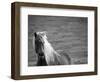 Islandic Horse with Flowing Light Colored Mane, Iceland-Joan Loeken-Framed Photographic Print