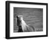 Islandic Horse with Flowing Light Colored Mane, Iceland-Joan Loeken-Framed Photographic Print