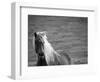 Islandic Horse with Flowing Light Colored Mane, Iceland-Joan Loeken-Framed Photographic Print