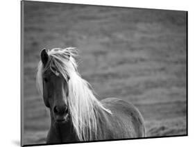 Islandic Horse with Flowing Light Colored Mane, Iceland-Joan Loeken-Mounted Photographic Print