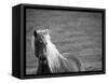 Islandic Horse with Flowing Light Colored Mane, Iceland-Joan Loeken-Framed Stretched Canvas