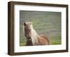 Islandic Horse with Flowing Light Colored Mane, Iceland-Joan Loeken-Framed Photographic Print