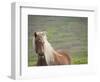 Islandic Horse with Flowing Light Colored Mane, Iceland-Joan Loeken-Framed Photographic Print