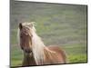 Islandic Horse with Flowing Light Colored Mane, Iceland-Joan Loeken-Mounted Photographic Print