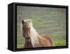 Islandic Horse with Flowing Light Colored Mane, Iceland-Joan Loeken-Framed Stretched Canvas