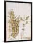 Islario de Santa Cruz: Mapa de La Isla La Española-Alonso de Santa Cruz-Framed Giclee Print