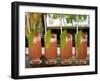 Islas del Rosario, Isla del Encanto, a Tropical Resort, Colombia-Jerry Ginsberg-Framed Photographic Print