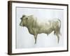 Islay Bull, 2004-Lincoln Seligman-Framed Giclee Print