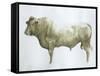 Islay Bull, 2004-Lincoln Seligman-Framed Stretched Canvas