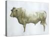 Islay Bull, 2004-Lincoln Seligman-Stretched Canvas