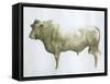 Islay Bull, 2004-Lincoln Seligman-Framed Stretched Canvas