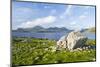 Isle of Harris, the Coast Near Luskentyre. Scotland in July-Martin Zwick-Mounted Photographic Print