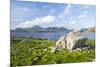 Isle of Harris, the Coast Near Luskentyre. Scotland in July-Martin Zwick-Mounted Premium Photographic Print