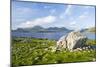 Isle of Harris, the Coast Near Luskentyre. Scotland in July-Martin Zwick-Mounted Photographic Print