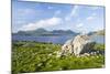 Isle of Harris, the Coast Near Luskentyre. Scotland in July-Martin Zwick-Mounted Photographic Print