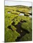 Isle of Harris, the Coastal Salt Marsh During Sunset. Scotland-Martin Zwick-Mounted Photographic Print