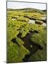 Isle of Harris, the Coastal Salt Marsh During Sunset. Scotland-Martin Zwick-Mounted Photographic Print