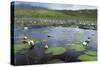 Isle of Lewis, European White Water Lily in Pond. Scotland-Martin Zwick-Stretched Canvas