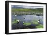 Isle of Lewis, European White Water Lily in Pond. Scotland-Martin Zwick-Framed Photographic Print