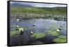 Isle of Lewis, European White Water Lily in Pond. Scotland-Martin Zwick-Framed Stretched Canvas