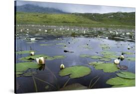 Isle of Lewis, European White Water Lily in Pond. Scotland-Martin Zwick-Stretched Canvas