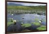 Isle of Lewis, European White Water Lily in Pond. Scotland-Martin Zwick-Framed Premium Photographic Print