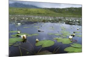 Isle of Lewis, European White Water Lily in Pond. Scotland-Martin Zwick-Mounted Premium Photographic Print