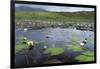 Isle of Lewis, European White Water Lily in Pond. Scotland-Martin Zwick-Framed Premium Photographic Print