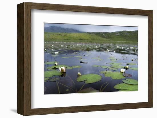 Isle of Lewis, European White Water Lily in Pond. Scotland-Martin Zwick-Framed Photographic Print