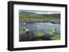 Isle of Lewis, European White Water Lily in Pond. Scotland-Martin Zwick-Framed Photographic Print