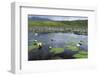 Isle of Lewis, European White Water Lily in Pond. Scotland-Martin Zwick-Framed Photographic Print