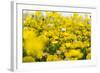 Isle of Lewis, Machair with Birds Foot Trefoil, Scotland-Martin Zwick-Framed Photographic Print