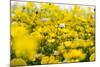 Isle of Lewis, Machair with Birds Foot Trefoil, Scotland-Martin Zwick-Mounted Photographic Print