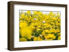 Isle of Lewis, Machair with Birds Foot Trefoil, Scotland-Martin Zwick-Framed Photographic Print