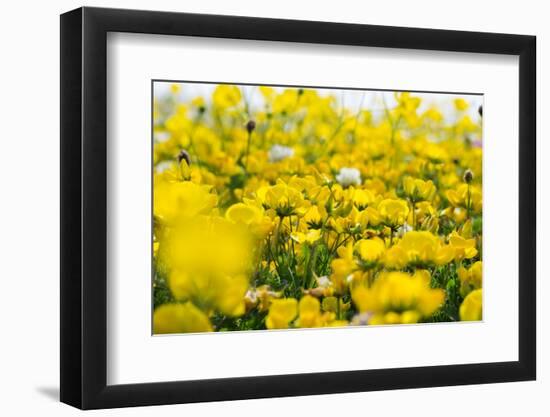 Isle of Lewis, Machair with Birds Foot Trefoil, Scotland-Martin Zwick-Framed Photographic Print